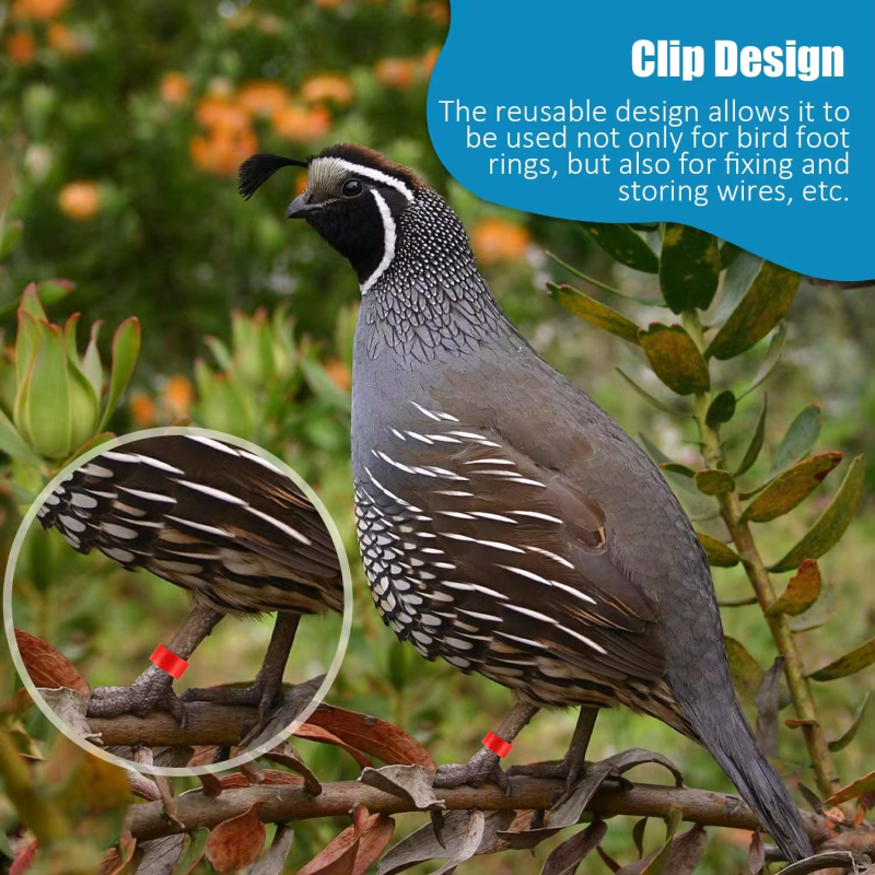 bird_foot_ring_application