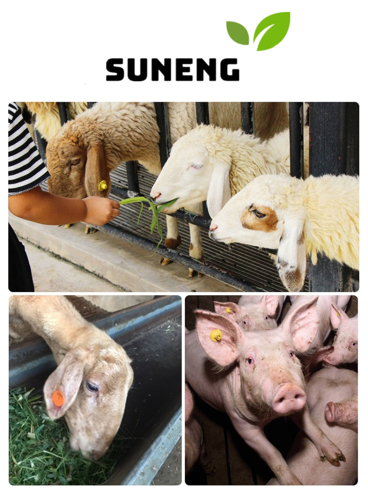 circle_pig_ear_tag_application